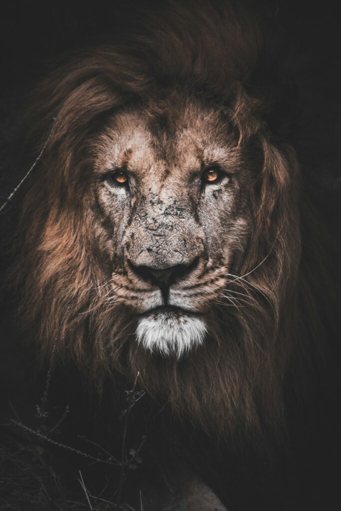 Lion dark background unplash